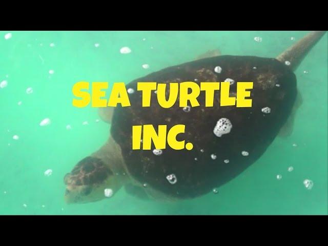 Sea Turtle Inc. tour