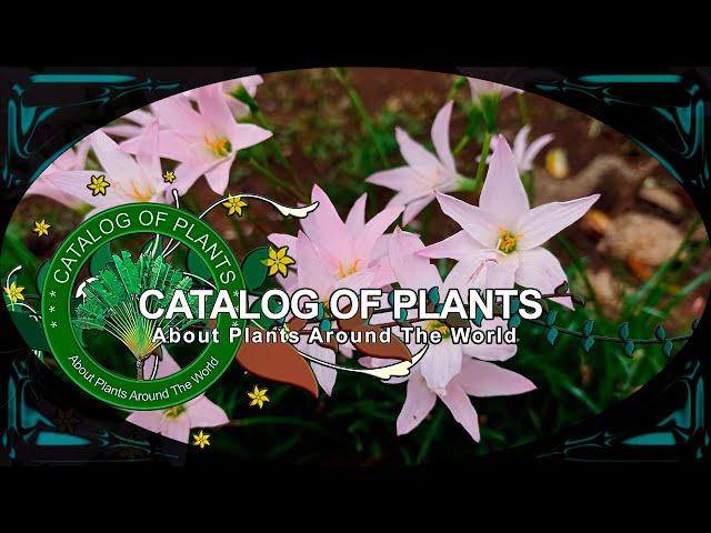 Zephyranthes Robusta (Herb.) Baker | Flowering Plants |  Panama |