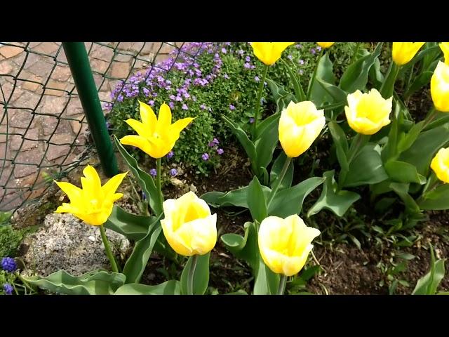 2 gelbe Tulpen / 2 yellow tulips, Tulipa 'Sweetheart' and 'Flashback'