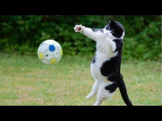 10 Incredible Cat Goalkeepers