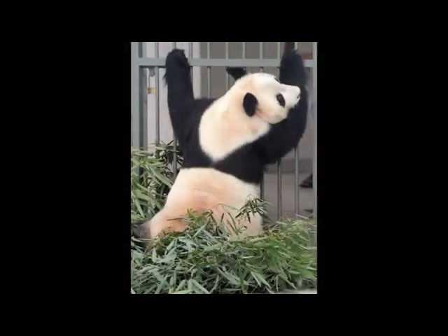 PANDA，  大熊猫(Zhongguo A.Ka.)
