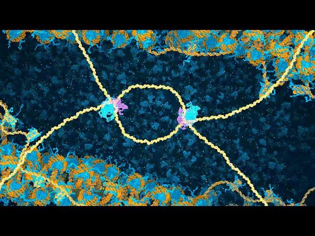 DNA Break Repair by Homologous Recombination (2024) Drew Berry wehi.tv