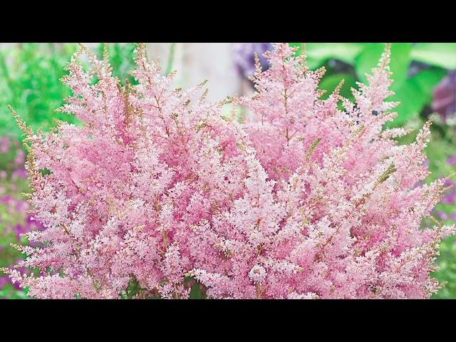 Barbara King 3-Piece Astilbe Younique Salmon Live Plants on QVC