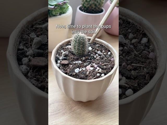 Propagate Cactus from offsets #cactus #houseplants #plants #propagation #shorts