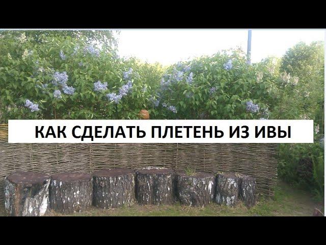 Как сделать плетень из ивы своими руками.