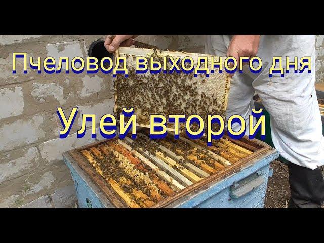 Второй улей " выходного дня". Осенние работы на любительской пасеке.