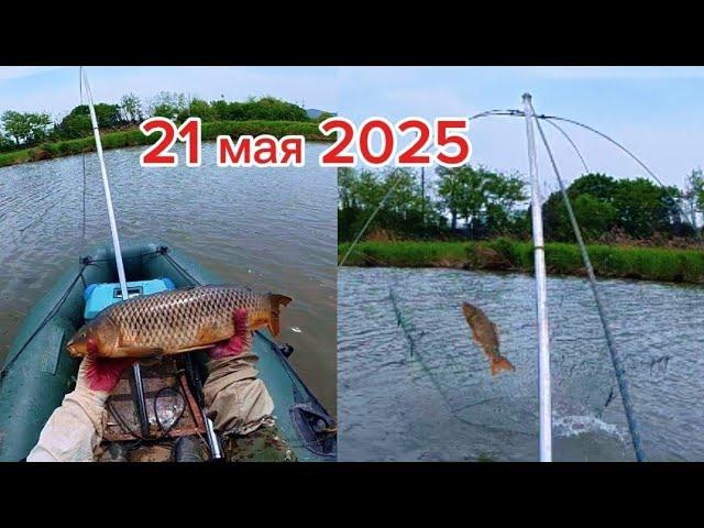 Сазаны снова порвали сеть, рыбалка на паук подъёмник #fishing #рыбалка #낚시 #carpfishing