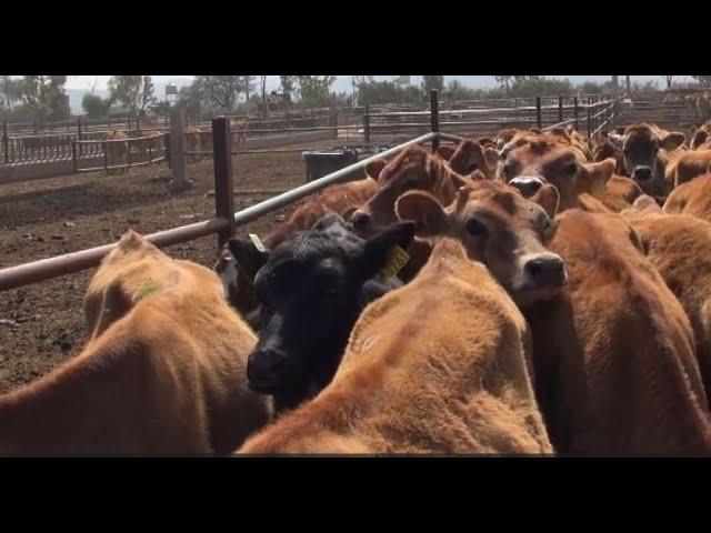 Producción de becerros de carne en establo lechero.