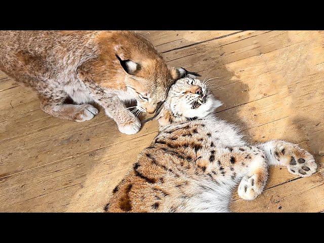 THE LYNXES ALMOST BROKE THEIR FOREHEADS FROM THE JOY OF MEETING/ Little eaver swims in the ice