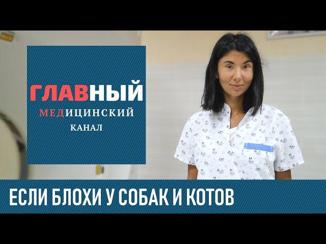 Блохи у собаки, кота и кошки. Что делать? Как вывести блох у собаки, щенка и котенка