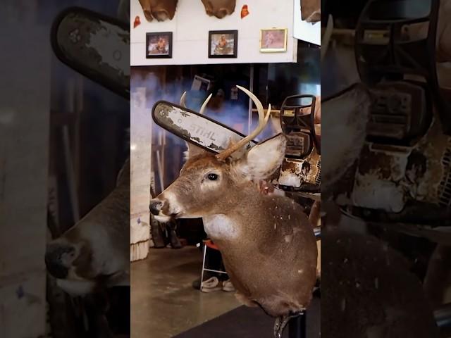 CUTTING A Taxidermy DEER Mount IN HALF with a CHAINSAW