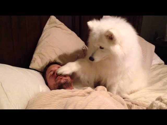 Собака самоед нежно будит хозяина/Samoyed dog gently wakes master up