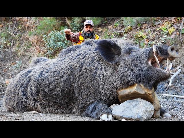 Ultimate Wild Boar Hunting Adventures, Amazing Rifle Shots, Best Scenes #hunting #wildlife