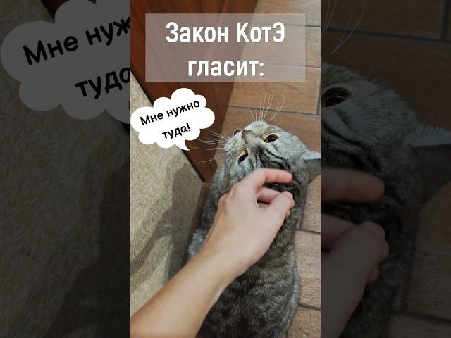 #cat #cats #кот #shortsvideo #trending #юмор #shortscats #shorts