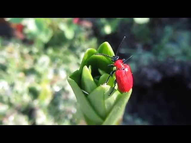 Лилиевый жук, луковая трещалка (Lilioceris lilii) - вредители сада