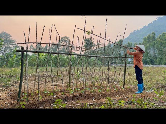 Making trellis for bean beds and cassava fields in front of the house that were destroyed by rats