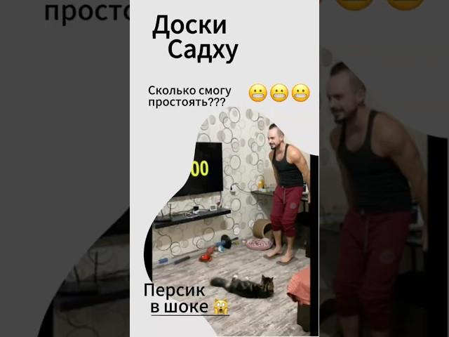 Доски Садху. Сколько смогу простоять под присмотром Персика??