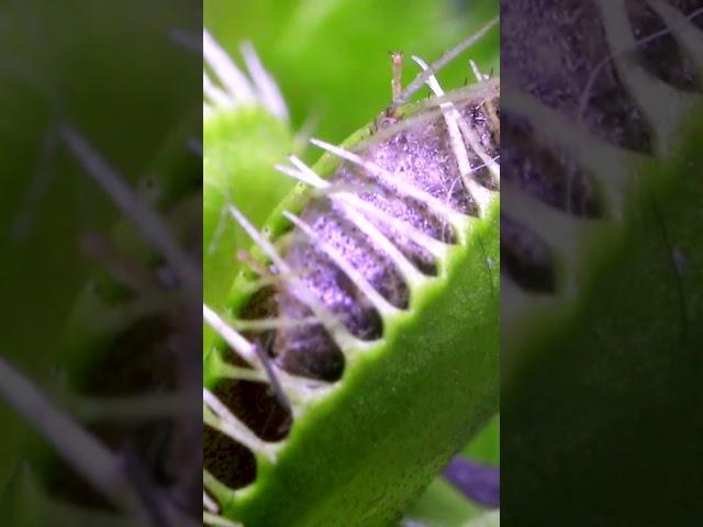 Dead Ant vs Venus Fly Trap (Part 1)