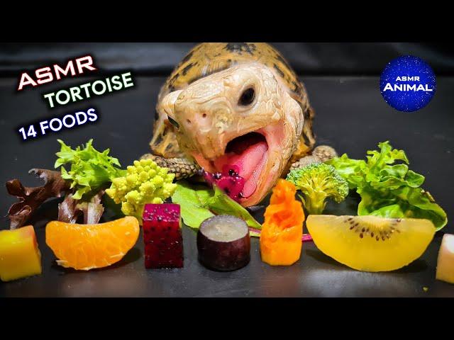 ASMR Mukbang Eating 14 Foods  Turtle Tortoise 143