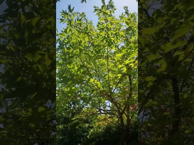What tree is this?  Gardeners of the world, would you please help me identify this tree?