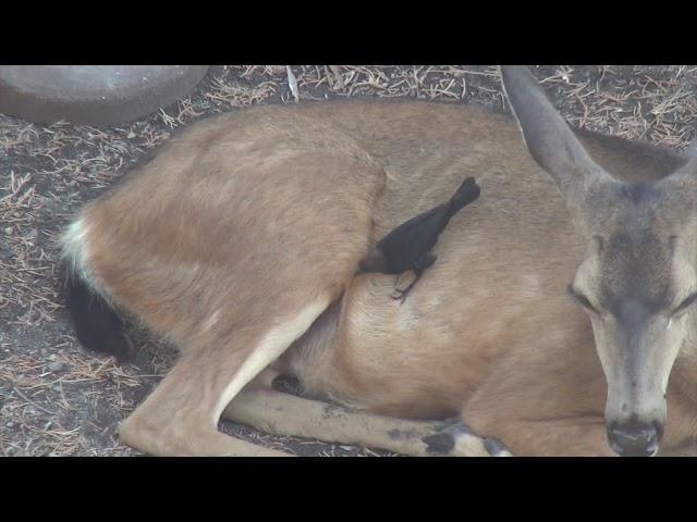 Our Deer Friend Has A Bird Friend