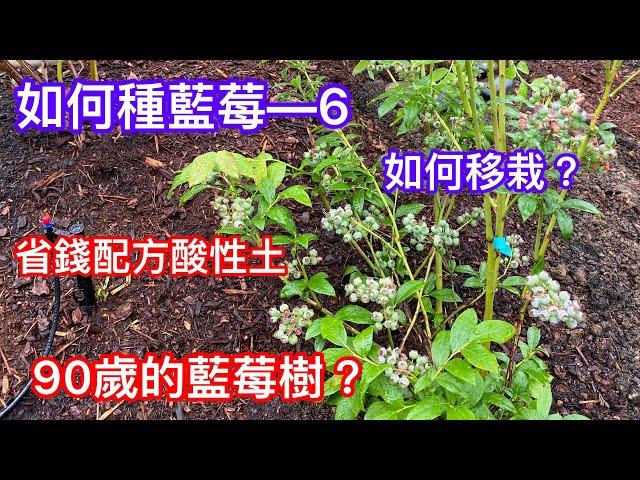 【如何種藍莓—6】想要成功種植藍莓？新手必看【如何移栽藍莓】【省錢配方酸性土】 How to grow blueberries