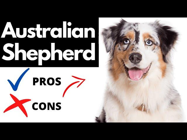 Australian Shepherd Pros And Cons | Should You REALLY Get An AUSTRALIAN SHEPHERD?