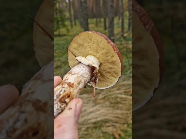 Wild EDIBLE & tasty Mushrooms of the forest!