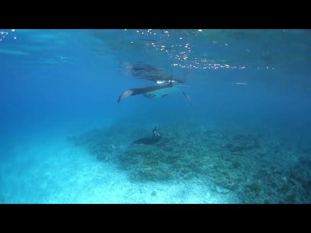 Manta ID-ing at sunset off D'Arros Island. Video © Michael Scholl | Save Our Seas Foundation