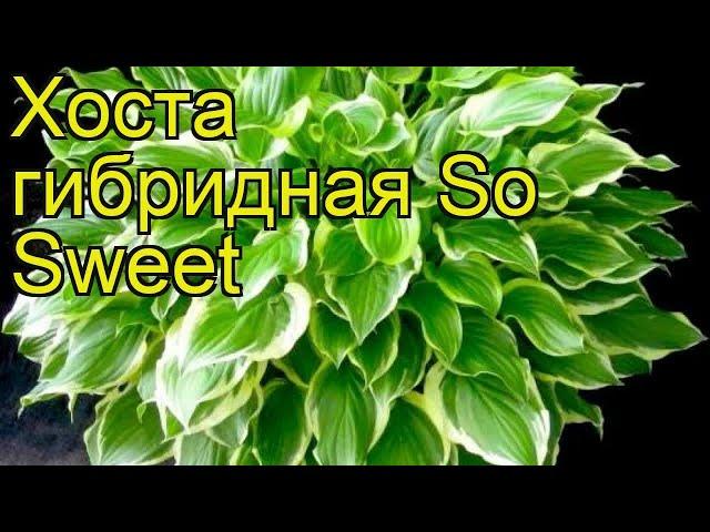 Хоста гибридная Со свит. Краткий обзор, описание характеристик hosta hybrida So Sweet