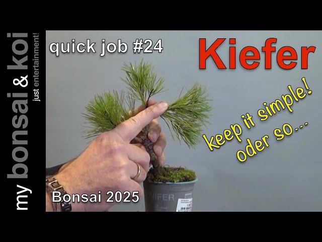 Bonsai 2025 6   quick job #24   Kiefer   keep it simple oder so    2