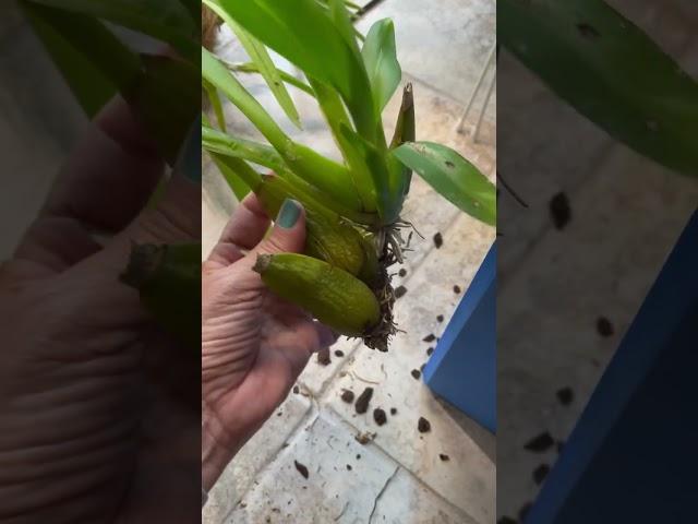 Saving an Orchid from a HailstormAND a Squirrel ️ #shorts #orchidrepotting #orchid #orchidcare