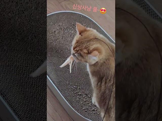 신상이좋다냐옹~ #cat #cute #고양이 #고양이브이로그 #브리티쉬숏헤어 #반려묘 #shorts