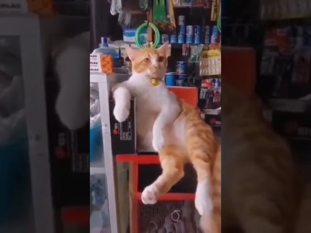 важный кот