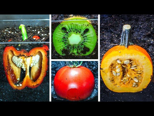 Fresh FRUITS under SOIL Time Lapse Compilation (579 Days)