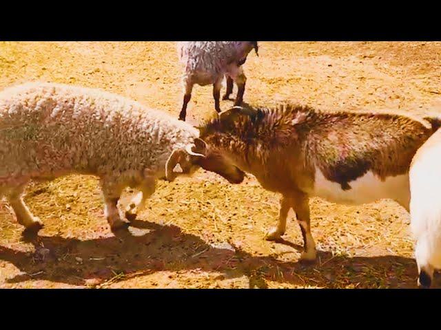 This Is My Territory - Funny Animals Fighting Each Other - Part 2 || PETASTIC 