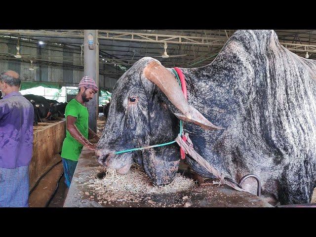 Big Cow Farm in Bangladesh | Al Madina Farm | Big Big Cow