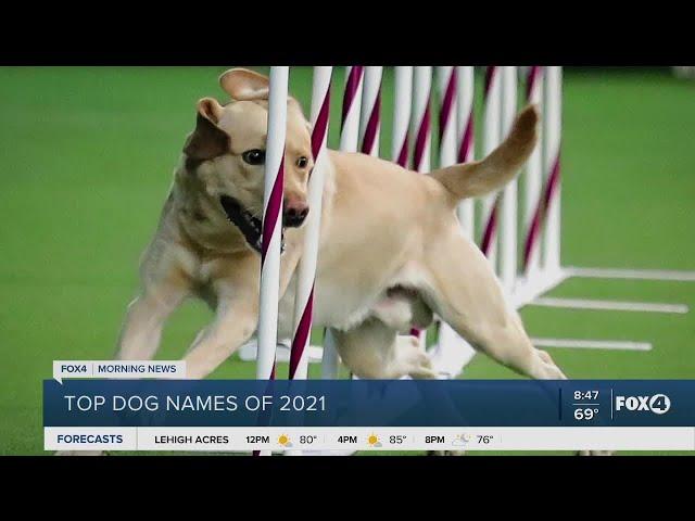 Top dog names of 2021