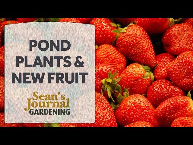 Cottage Garden Allotment: New Pond Plants and Planting Strawberries