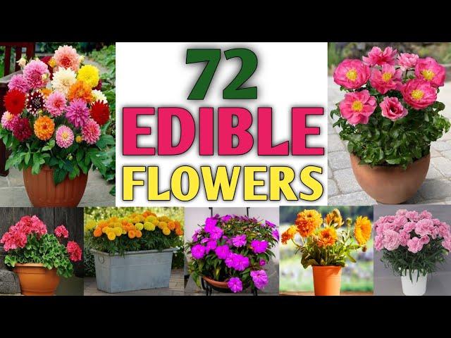 72 Edible Flowers | Eatable Flowers you can grow for flavour your food and improve your health