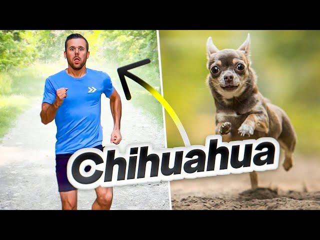 How dogs would run if they were people.