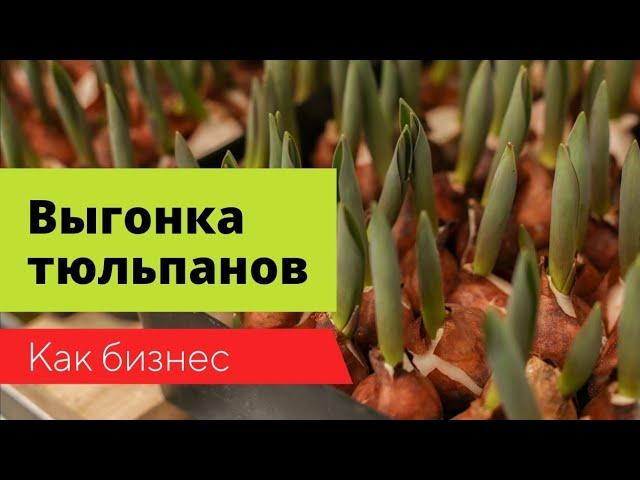 Выгонка тюльпанов как бизнес. Основные сложности #выгонкатюльпанов #веревкинхутор