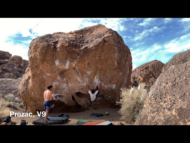 Bishop「Prozac」V9