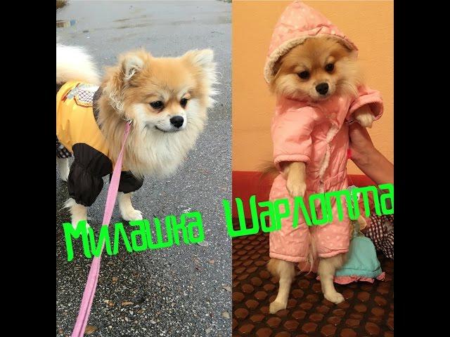 Новые костюмчики Шарлотты