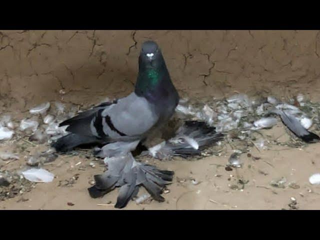 ДРУЗЬЯ ВОТ ЭТО РОЛИКЕ ОЧЕНЬ КРАСИВЫ ГОЛУБЕЙ,Pigeons