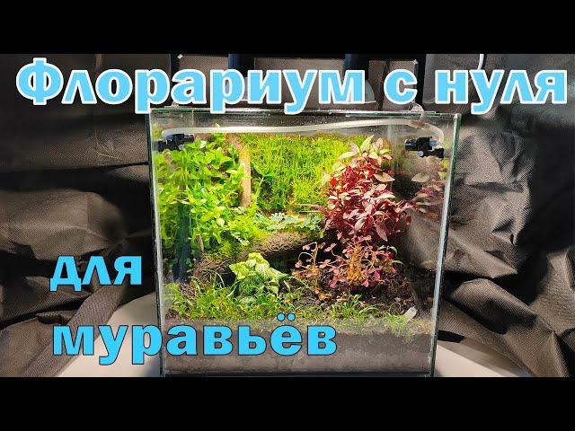 Флорариум с нуля. Там будут жить муравьи.