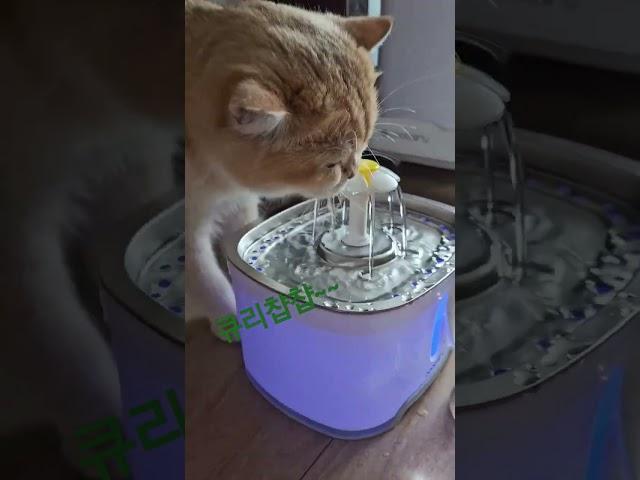 큐리챱챱#cat #고양이#소울메잇 #브리티쉬숏헤어#고양이브이로그 #반려묘 #내새꾸#정수기