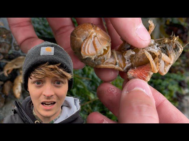 Removing PARASITES from Sister Shrimp #shorts