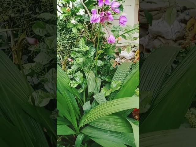 Orchid flower | Lavender Orchid | Purple Orchid in my home | Rare Variety | Different type