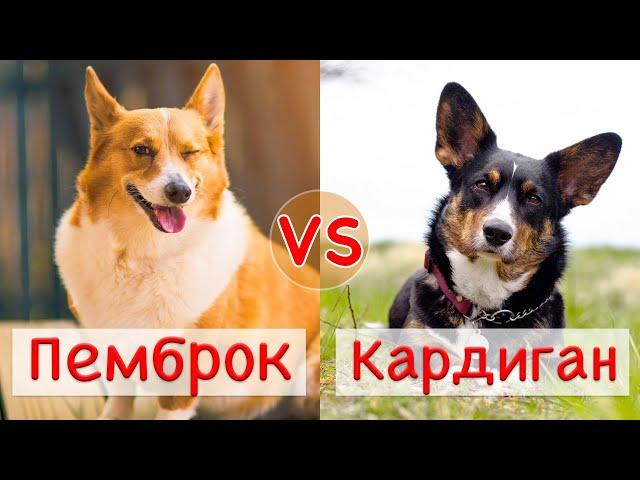 Пемброк vs Кардиган | Сравнение двух пород